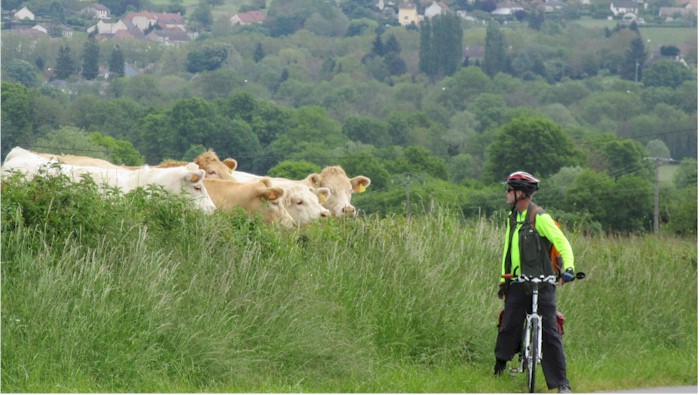 Cows and Bike Rider